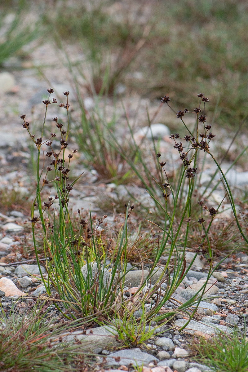 David Plant Photography - Wildlife Photography - Jointed rush - D.JPG - Jointed rush - Highlands