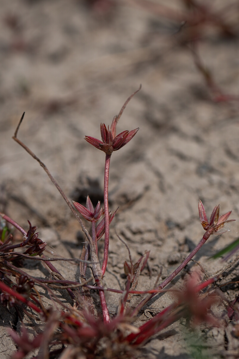 David Plant Photography - Wildlife Photography - Pigmy rush - C.jpg - Pigmy rush - Cornwall