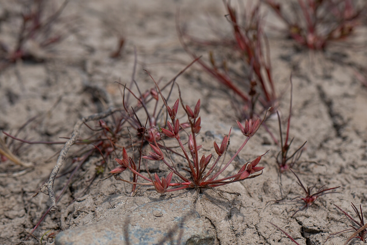David Plant Photography - Wildlife Photography - Pigmy rush - F.jpg - Pigmy rush - Cornwall