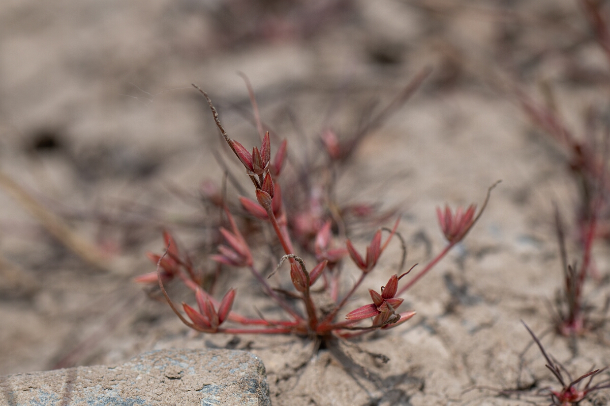 David Plant Photography - Wildlife Photography - Pigmy rush - H.jpg - Pigmy rush - Cornwall