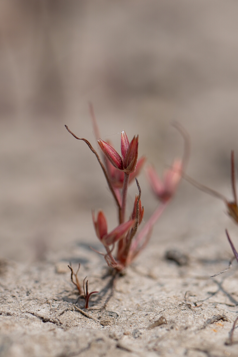 David Plant Photography - Wildlife Photography - Pigmy rush - I.jpg - Pigmy rush - Cornwall