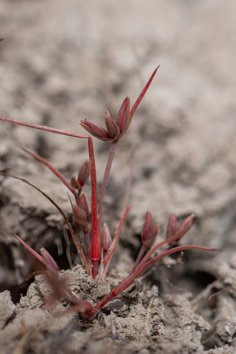 David Plant Photography - Wildlife Photography - Pigmy rush - J.jpg - Pigmy rush - Cornwall