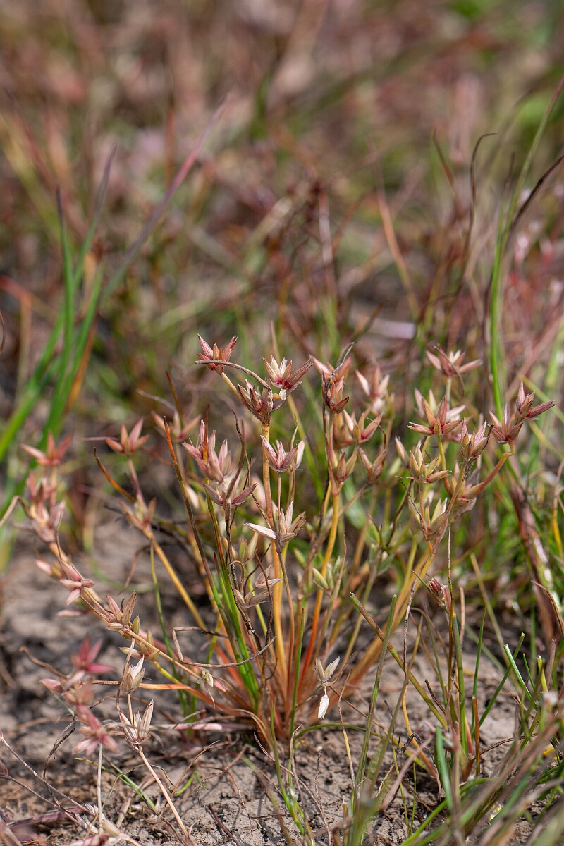 David Plant Photography - Wildlife Photography - Pigmy rush - M.jpg - Pigmy rush - Cornwall