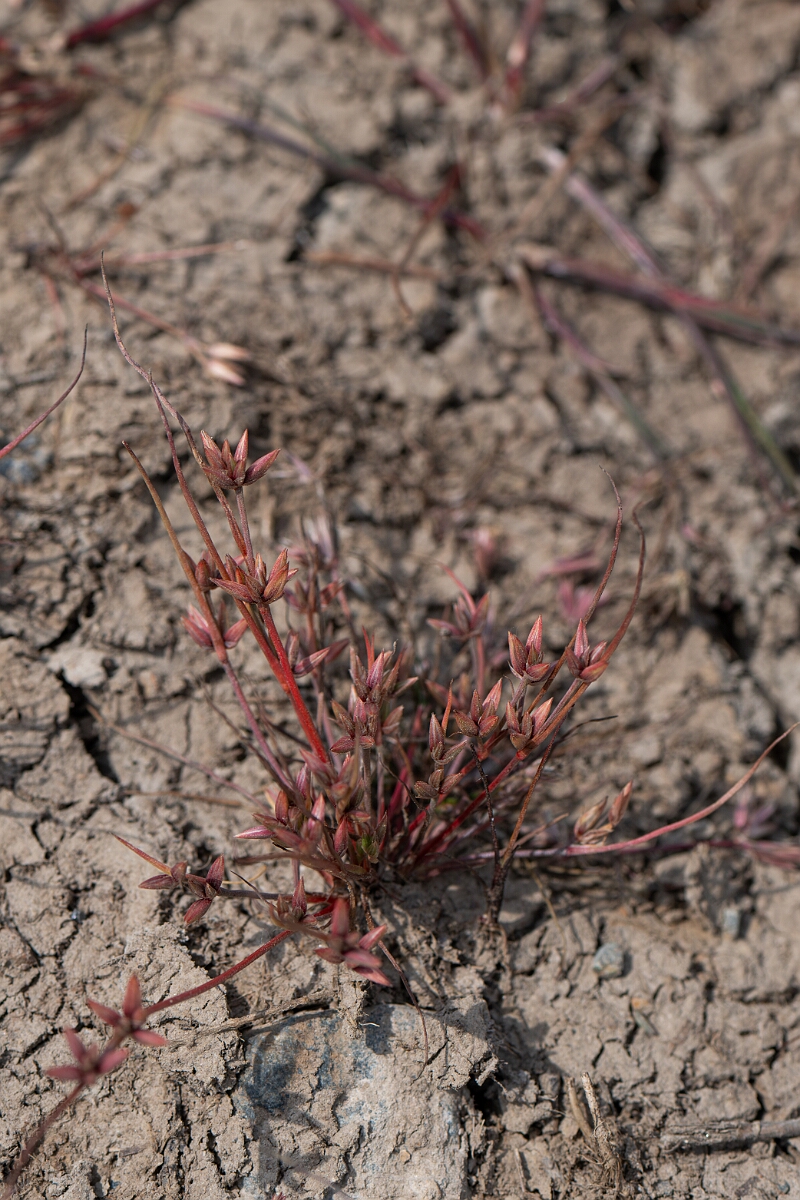 David Plant Photography - Wildlife Photography - Pigmy rush - P.jpg - Pigmy rush - Cornwall