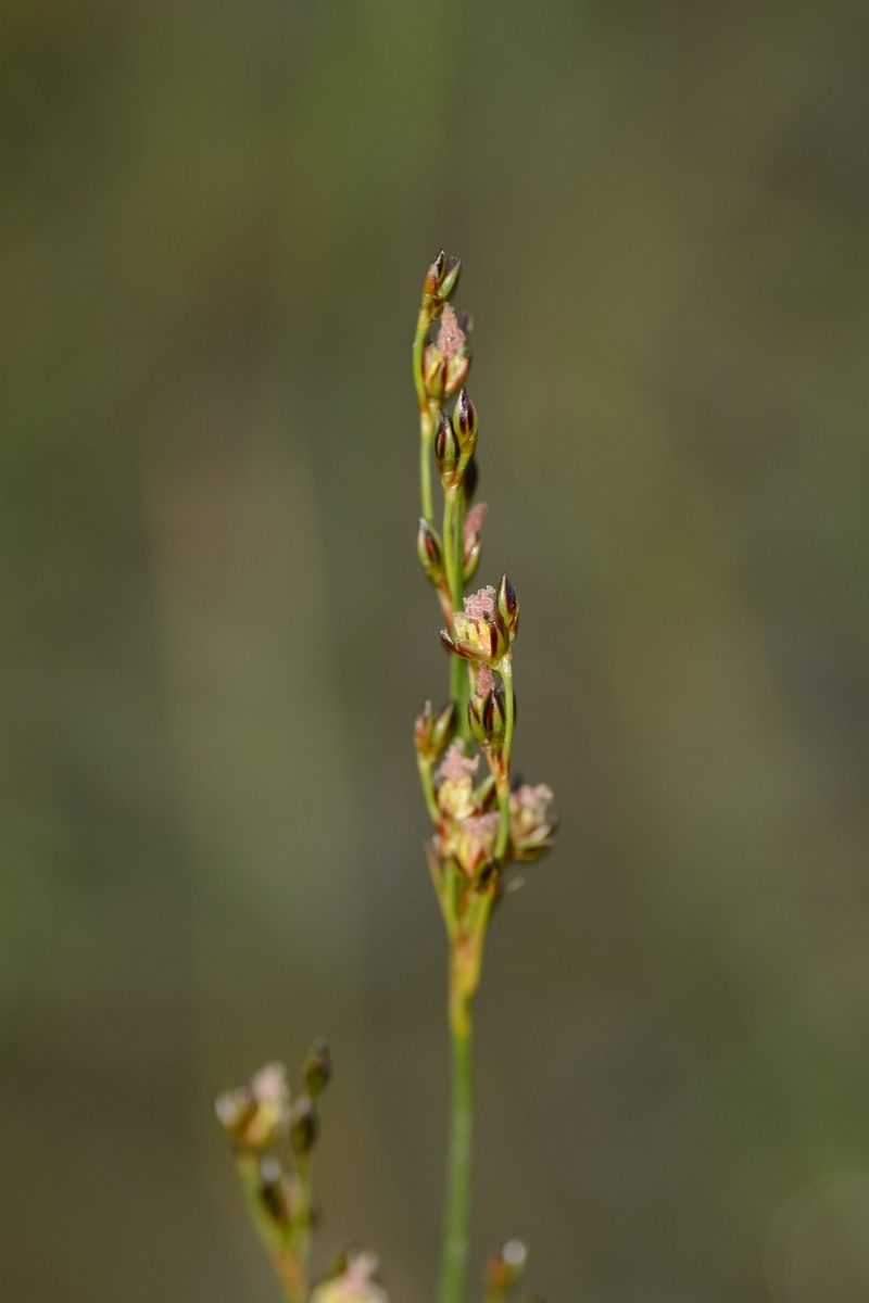 David Plant Photography - Wildlife Photography - Saltmarsh rush - A.jpg - Saltmarsh rush - Avon