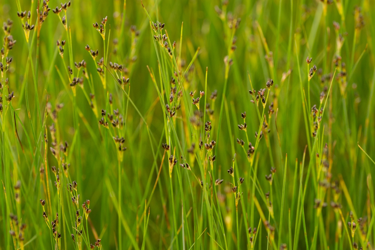 David Plant Photography - Wildlife Photography - Saltmarsh rush - B.jpg - Saltmarsh rush - Sutherland
