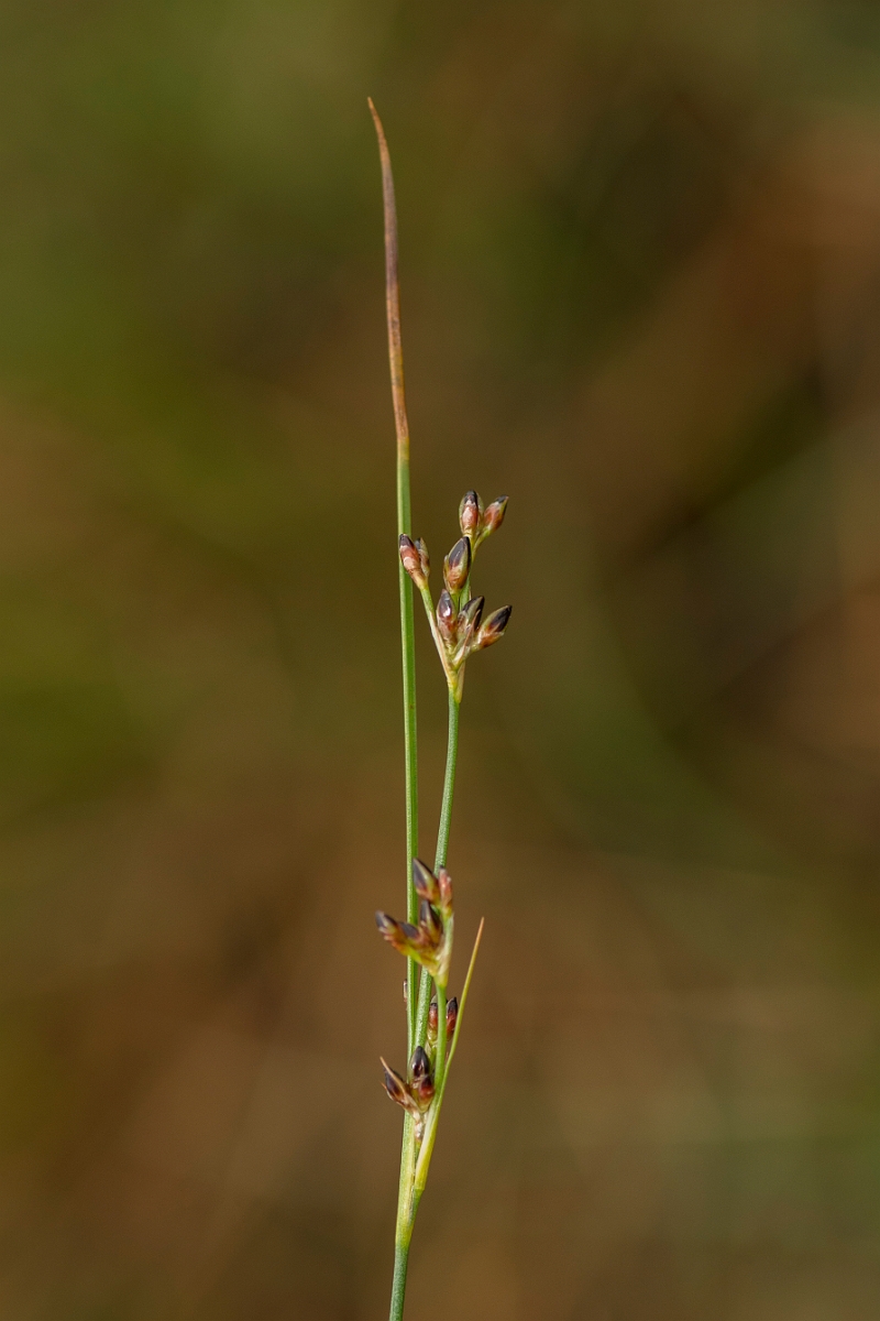 David Plant Photography - Wildlife Photography - Saltmarsh rush - C.jpg - Saltmarsh rush - Sutherland