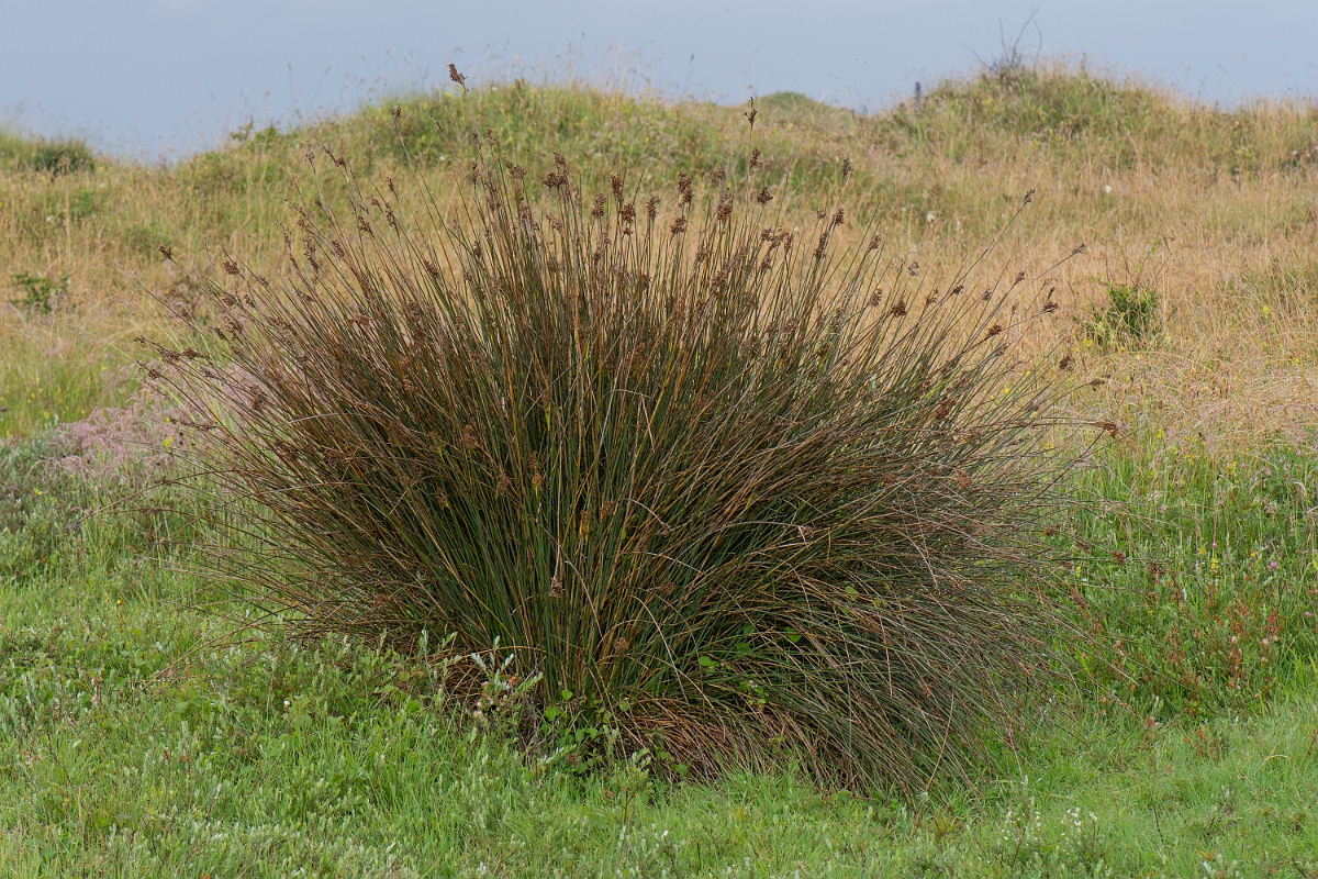 David Plant Photography - Wildlife Photography - Sharp rush - A.JPG - Sharp rush - Bridgend
