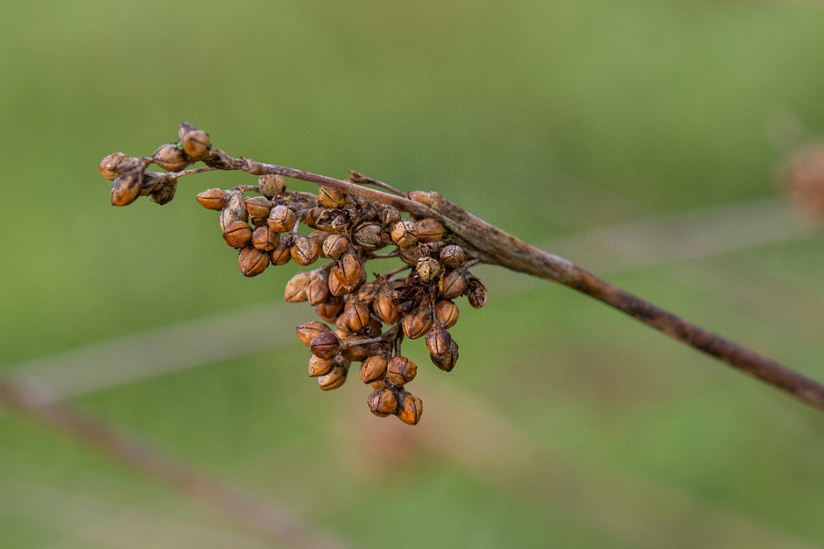 David Plant Photography - Wildlife Photography - Sharp rush - B.JPG - Sharp rush - Bridgend