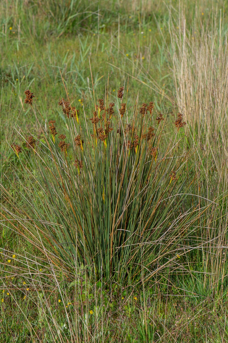 David Plant Photography - Wildlife Photography - Sharp rush - C.JPG - Sharp rush - Bridgend