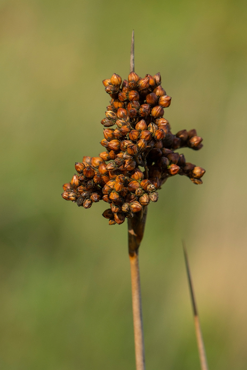 David Plant Photography - Wildlife Photography - Sharp rush - E.JPG - Sharp rush - Bridgend