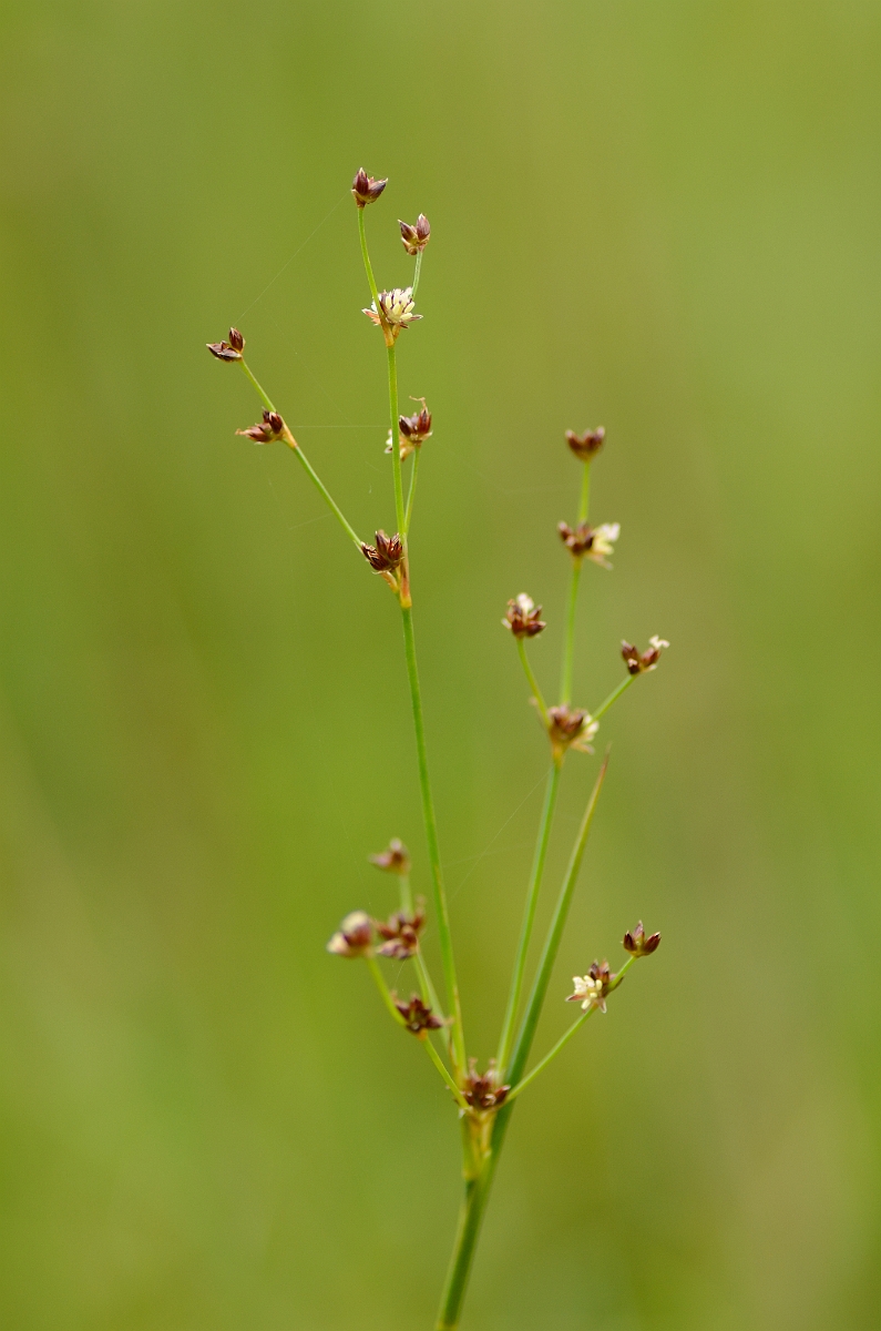 David Plant Photography - Wildlife Photography - Sharp-flowered rush - A.jpg - Sharp-flowered rush - Rhondda Cynon Taf