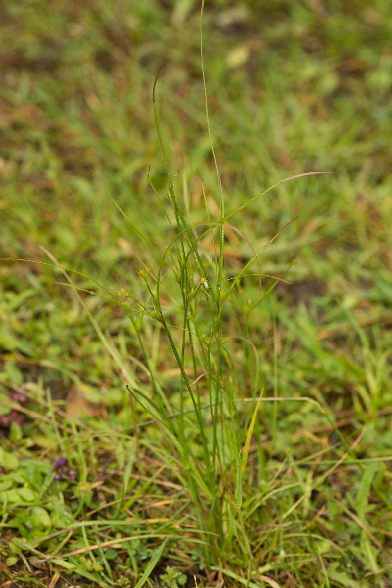 David Plant Photography - Wildlife Photography - Slender rush - A.jpg - Slender rush - Perthshire