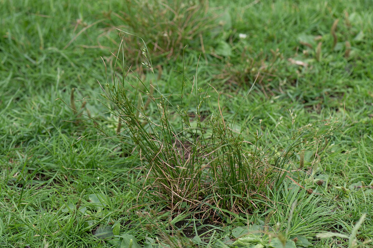 David Plant Photography - Wildlife Photography - Slender rush - C.jpg - Slender rush - Loch Lomond