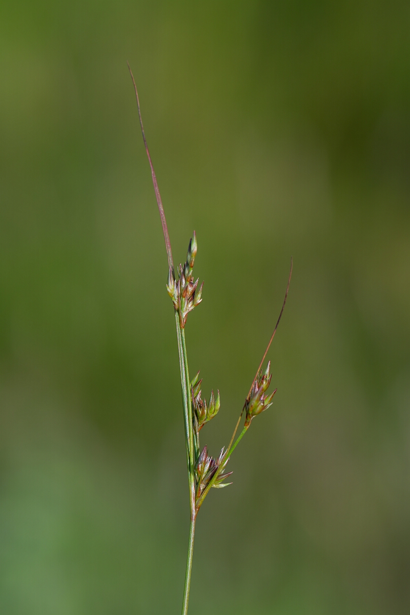 David Plant Photography - Wildlife Photography - Slender rush - E.jpg - Slender rush - Stirling