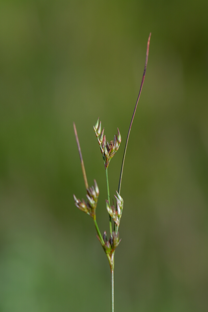 David Plant Photography - Wildlife Photography - Slender rush - F.jpg - Slender rush - Stirling