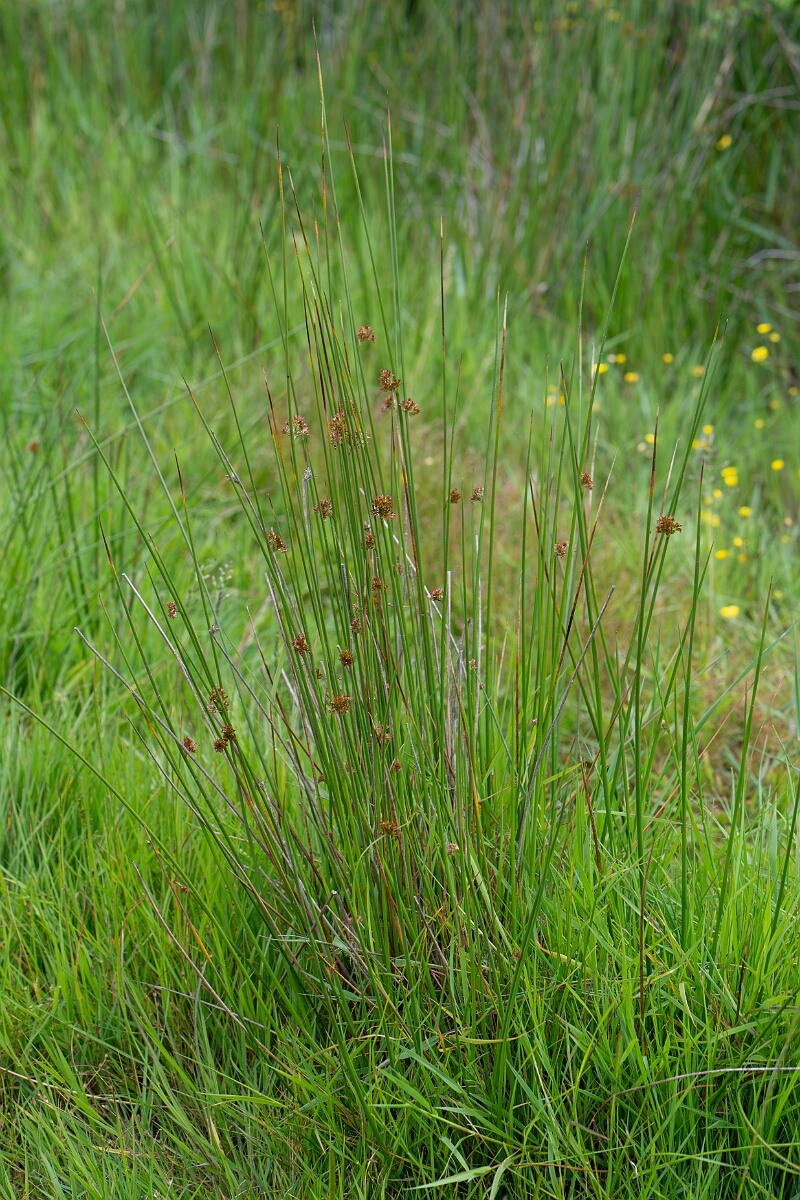 David Plant Photography - Wildlife Photography - Soft rush - B.jpg - Soft rush - Cornwall