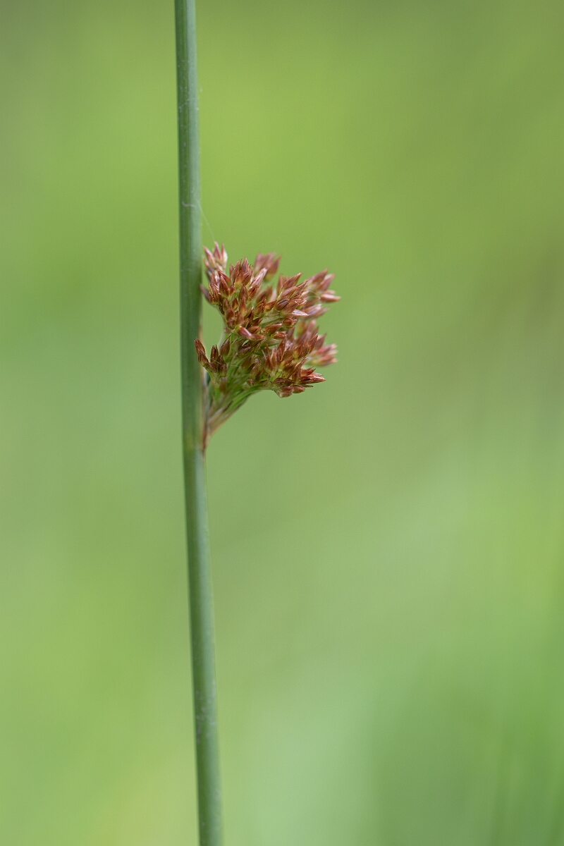 David Plant Photography - Wildlife Photography - Soft rush - C.jpg - Soft rush - Cornwall