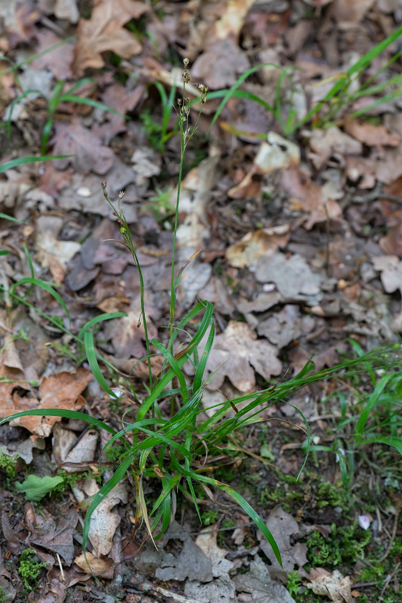 David Plant Photography - Wildlife Photography - Southern wood-rush - A.JPG - Southern wood-rush - Bedfordshire