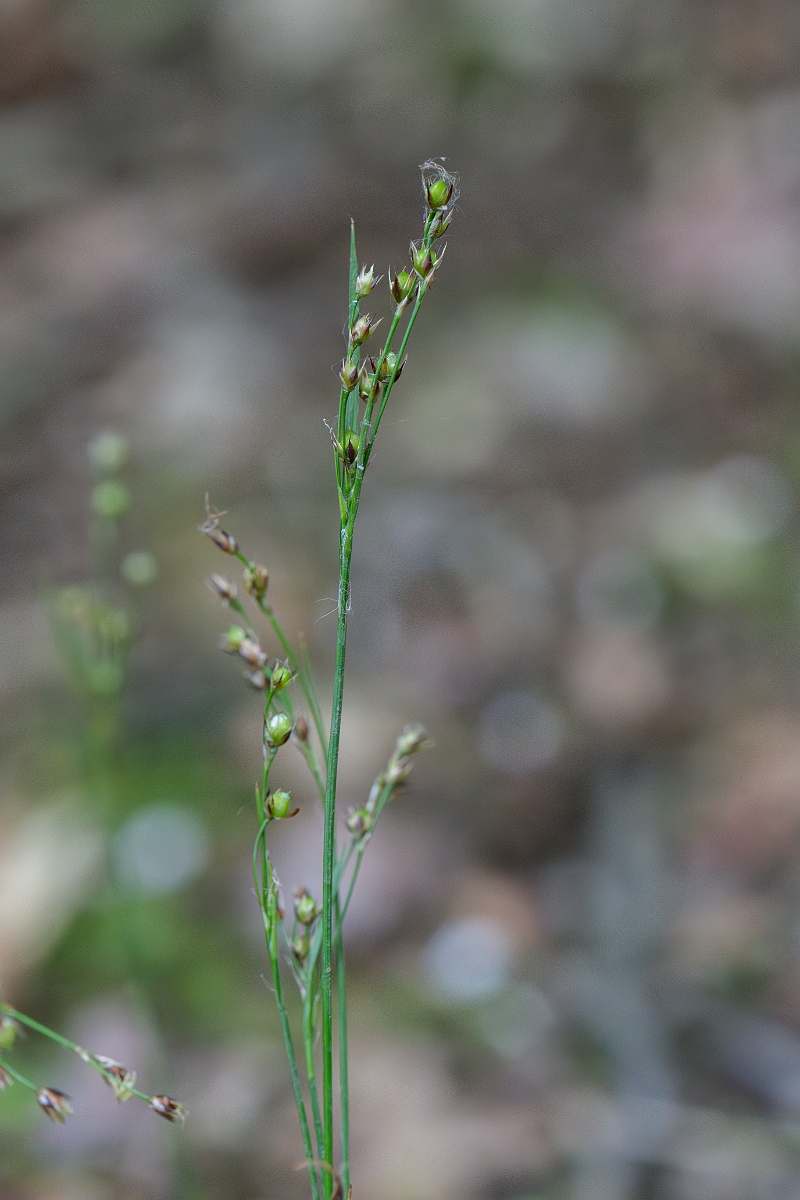 David Plant Photography - Wildlife Photography - Southern wood-rush - B.JPG - Southern wood-rush - Bedfordshire