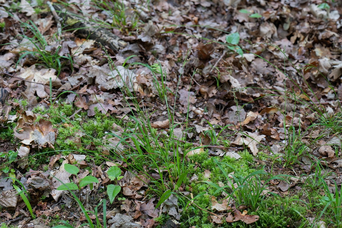 David Plant Photography - Wildlife Photography - Southern wood-rush - C.JPG - Southern wood-rush - Bedfordshire