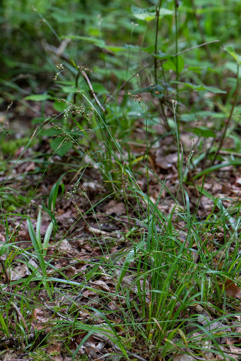 David Plant Photography - Wildlife Photography - Southern wood-rush - D.JPG - Southern wood-rush - Bedfordshire