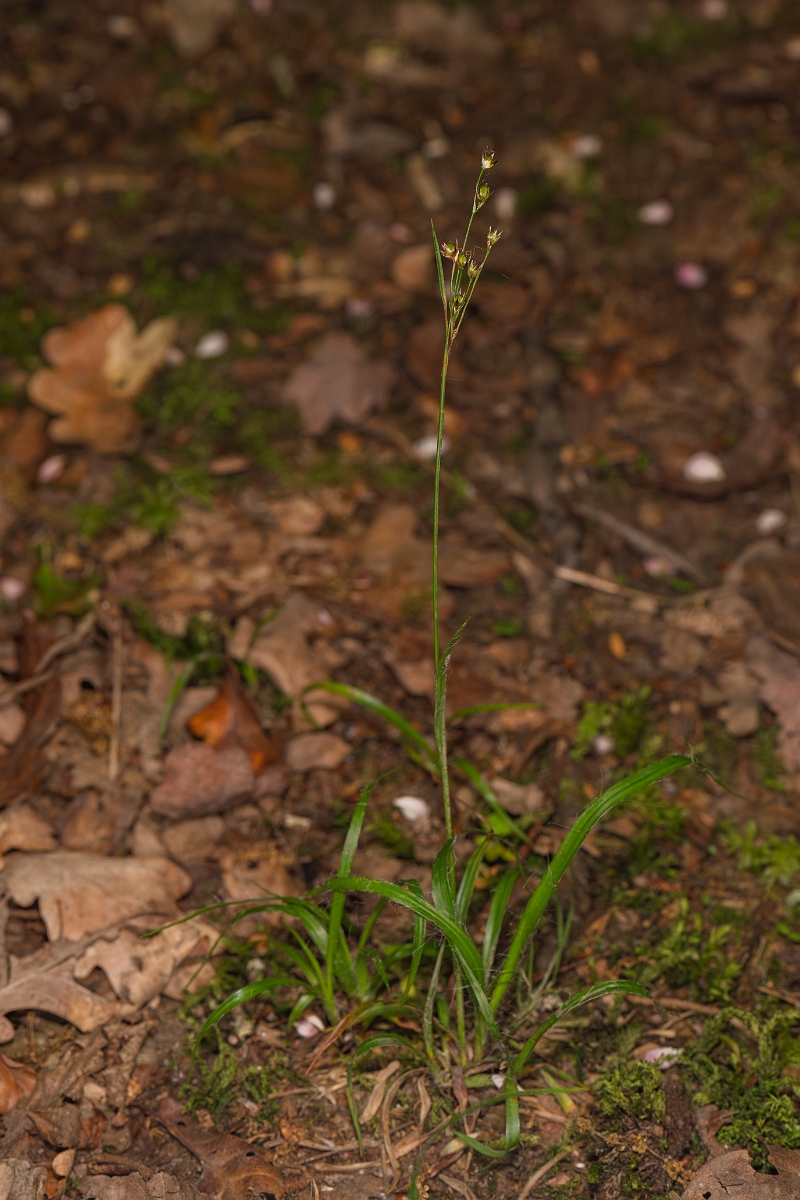 David Plant Photography - Wildlife Photography - Southern wood-rush - E.JPG - Southern wood-rush - Bedfordshire