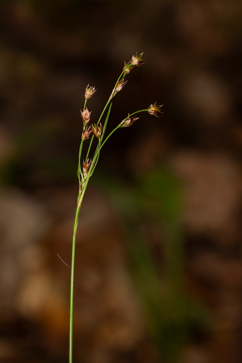 David Plant Photography - Wildlife Photography - Southern wood-rush - H.JPG - Southern wood-rush - Bedfordshire