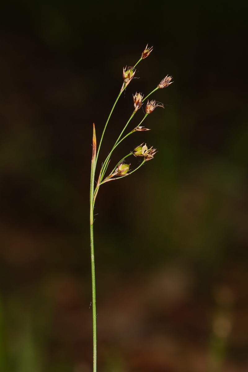 David Plant Photography - Wildlife Photography - Southern wood-rush - I.JPG - Southern wood-rush - Bedfordshire