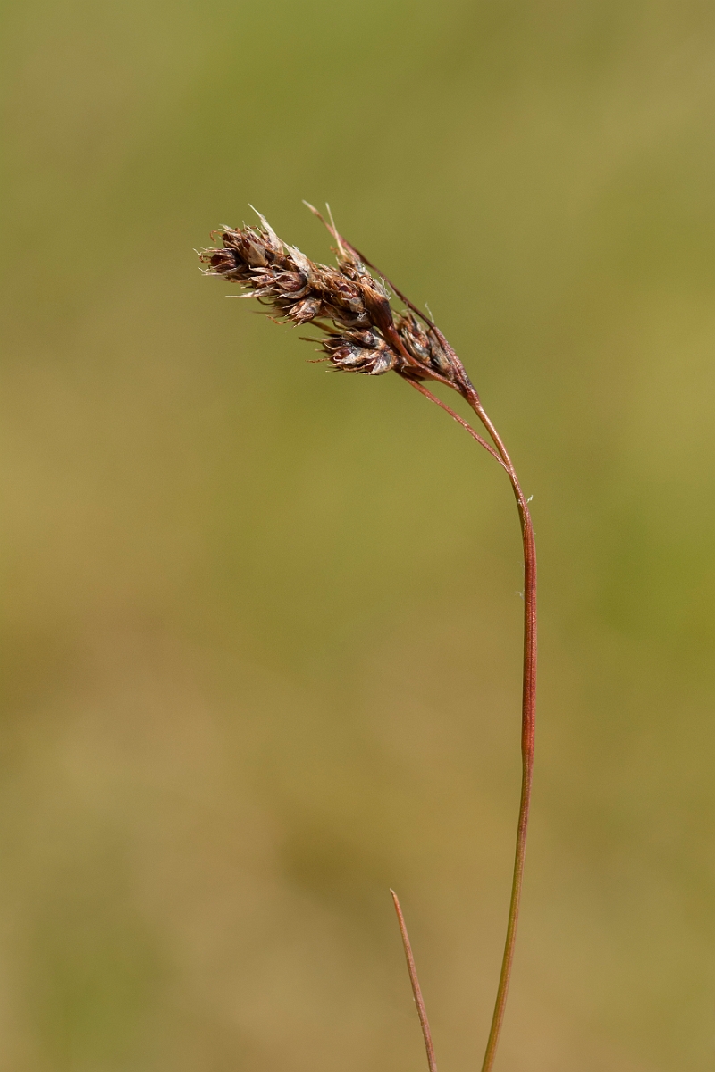 David Plant Photography - Wildlife Photography - Spiked wood-rush - A.jpg - Spiked wood-rush - Perthshire