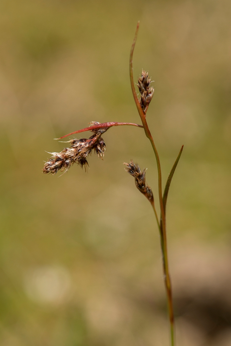 David Plant Photography - Wildlife Photography - Spiked wood-rush - B.jpg - Spiked wood-rush - Perthshire