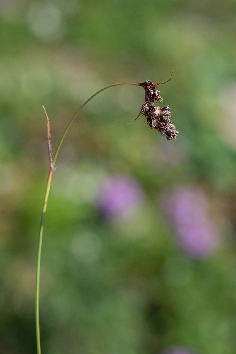 David Plant Photography - Wildlife Photography - Spiked wood-rush - D.JPG - Spiked wood-rush - Perthshire