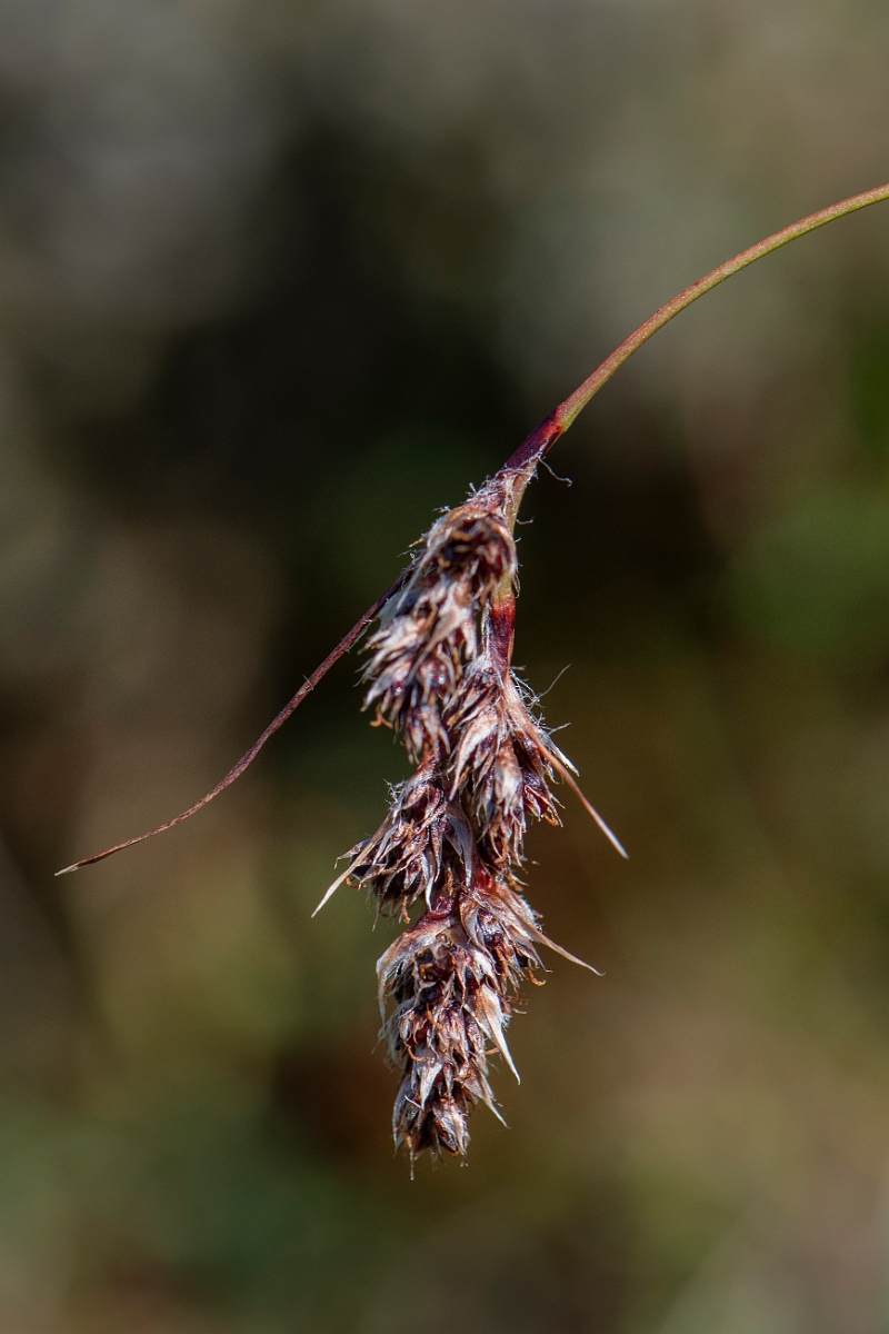 David Plant Photography - Wildlife Photography - Spiked wood-rush - H.JPG - Spiked wood-rush - Perthshire