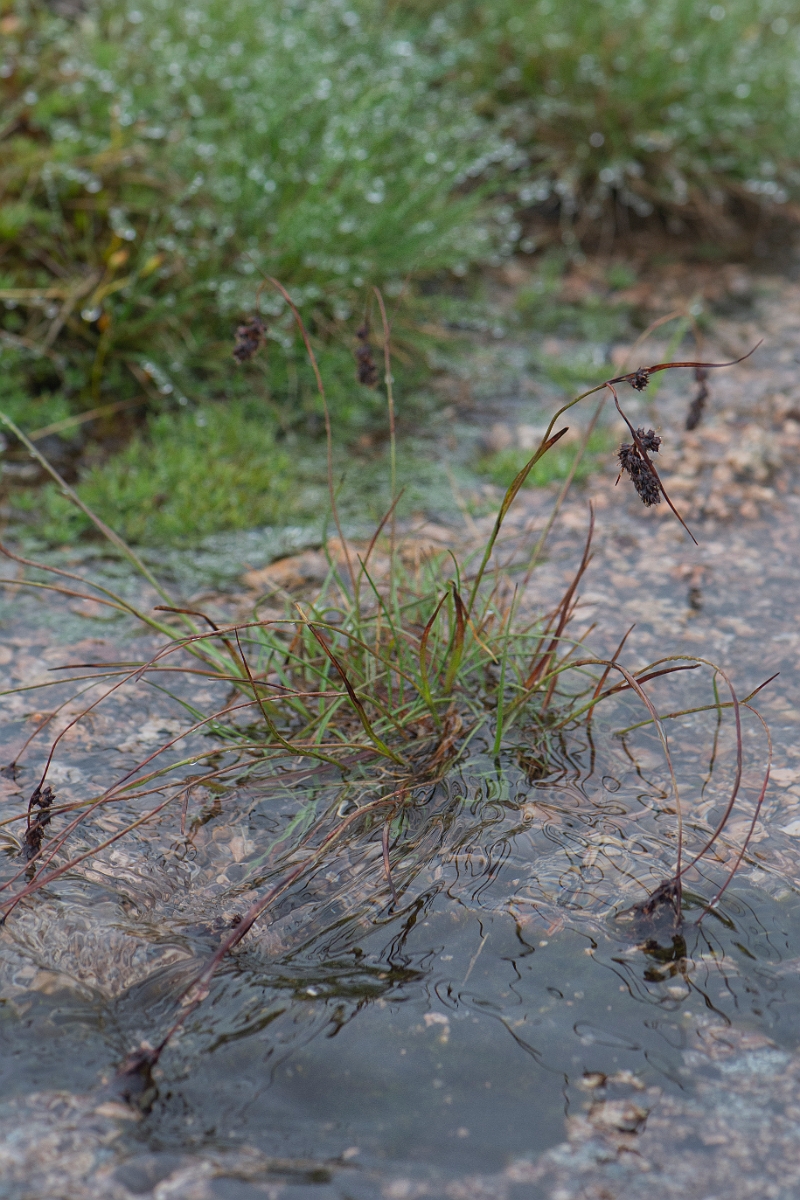 David Plant Photography - Wildlife Photography - Spiked wood-rush - I.JPG - Spiked wood-rush - Cairngorms