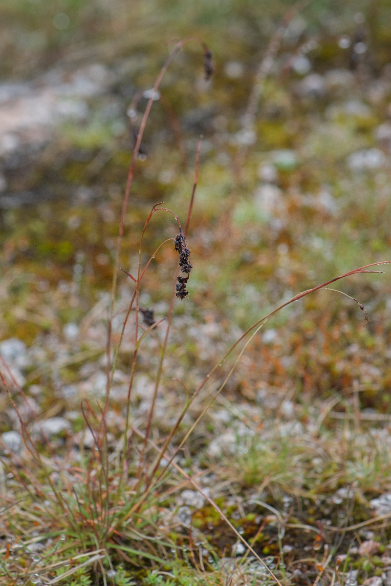 David Plant Photography - Wildlife Photography - Spiked wood-rush - J.JPG - Spiked wood-rush - Cairngorms