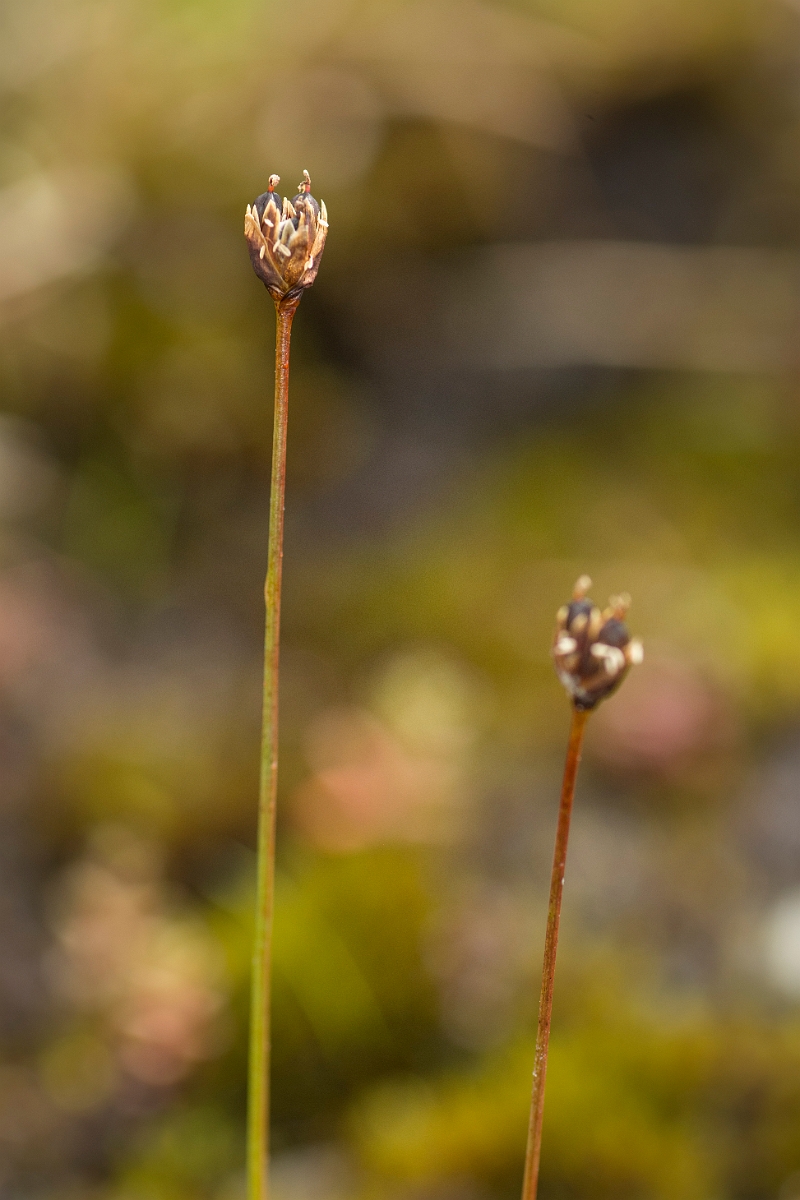 David Plant Photography - Wildlife Photography - Three-flowered rush - B.jpg - Three-flowered rush - Perthshire