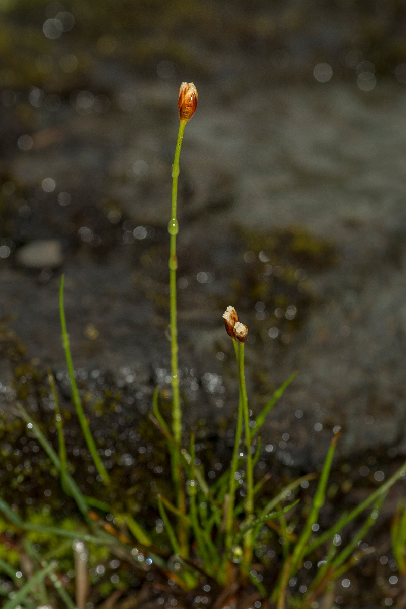 David Plant Photography - Wildlife Photography - Three-flowered rush - E.jpg - Three-flowered rush - Perthshire