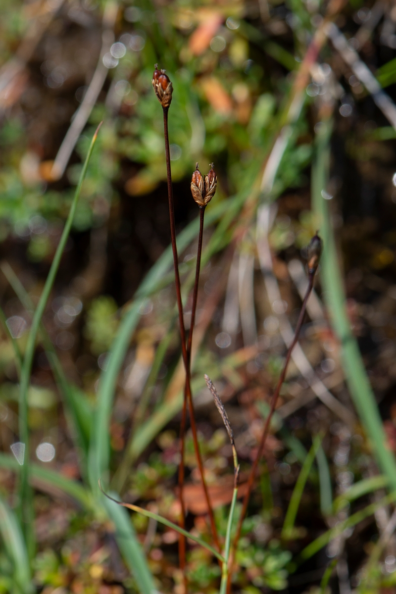 David Plant Photography - Wildlife Photography - Three-flowered rush - H.JPG - Three-flowered rush - Perthshire