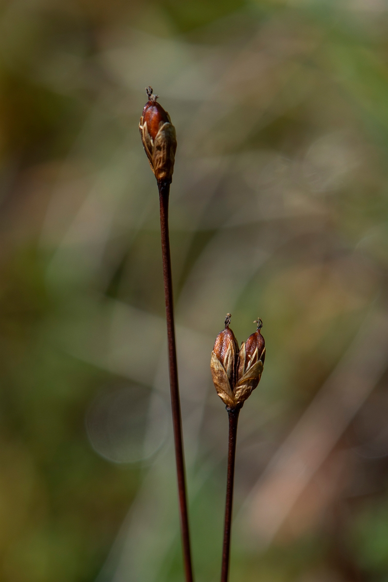 David Plant Photography - Wildlife Photography - Three-flowered rush - I.JPG - Three-flowered rush - Perthshire