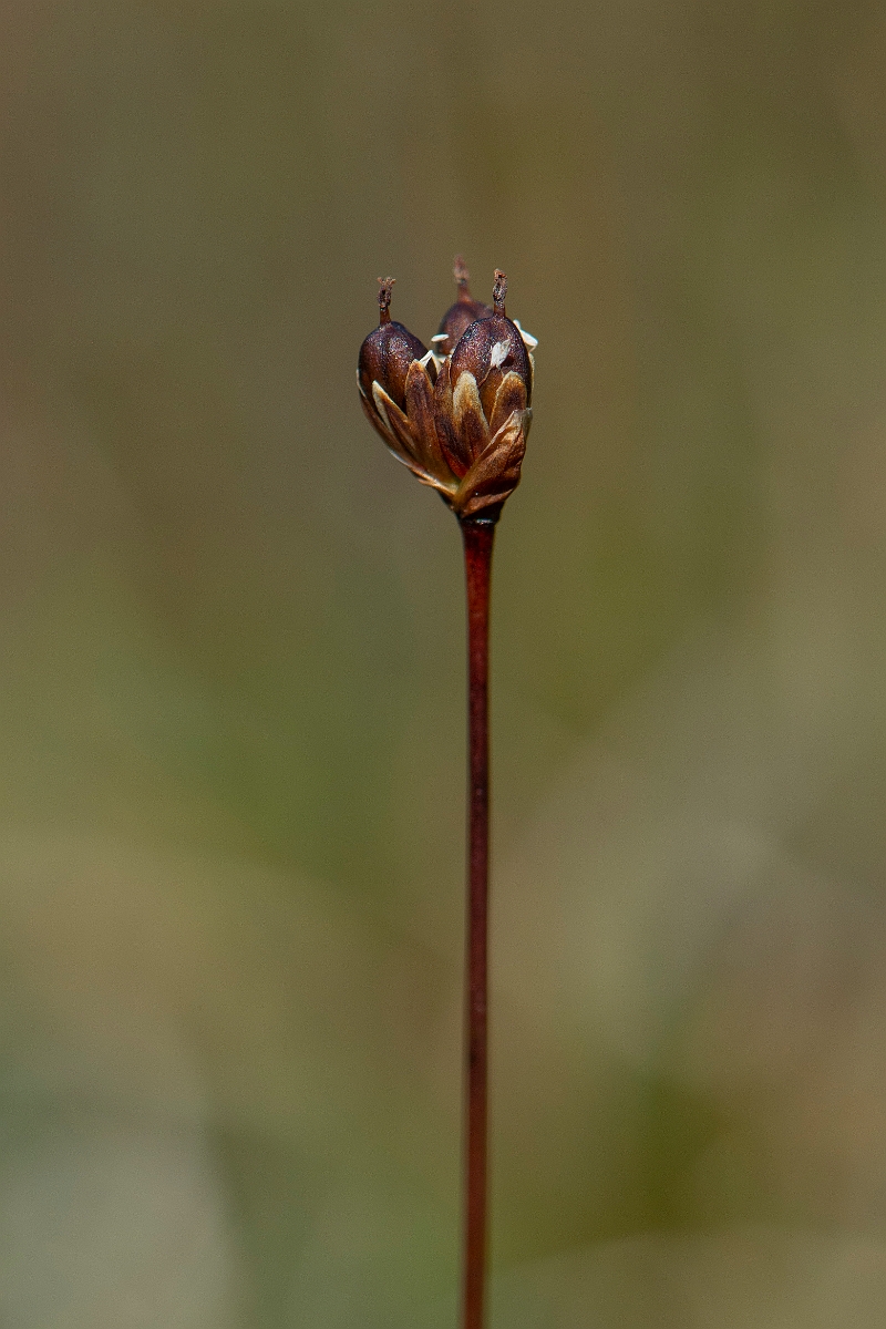 David Plant Photography - Wildlife Photography - Three-flowered rush - L.JPG - Three-flowered rush - Perthshire