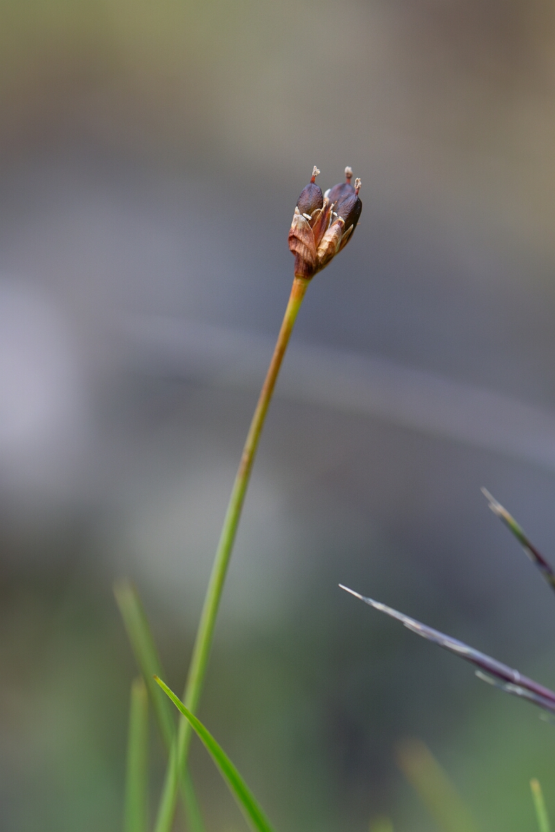 David Plant Photography - Wildlife Photography - Three-flowered rush - M.jpg - Three-flowered rush - Perthshire