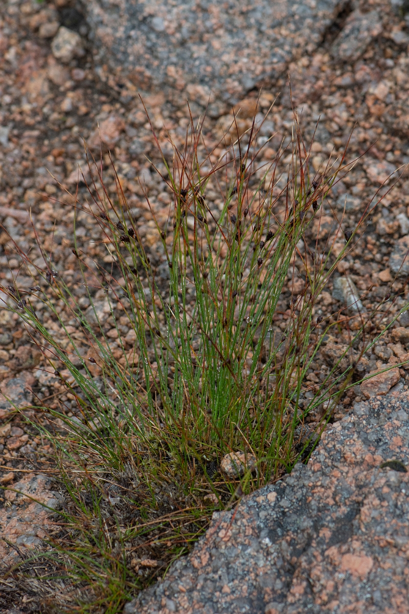David Plant Photography - Wildlife Photography - Three-leaved rush - A.JPG - Three-leaved rush - Cairngorms