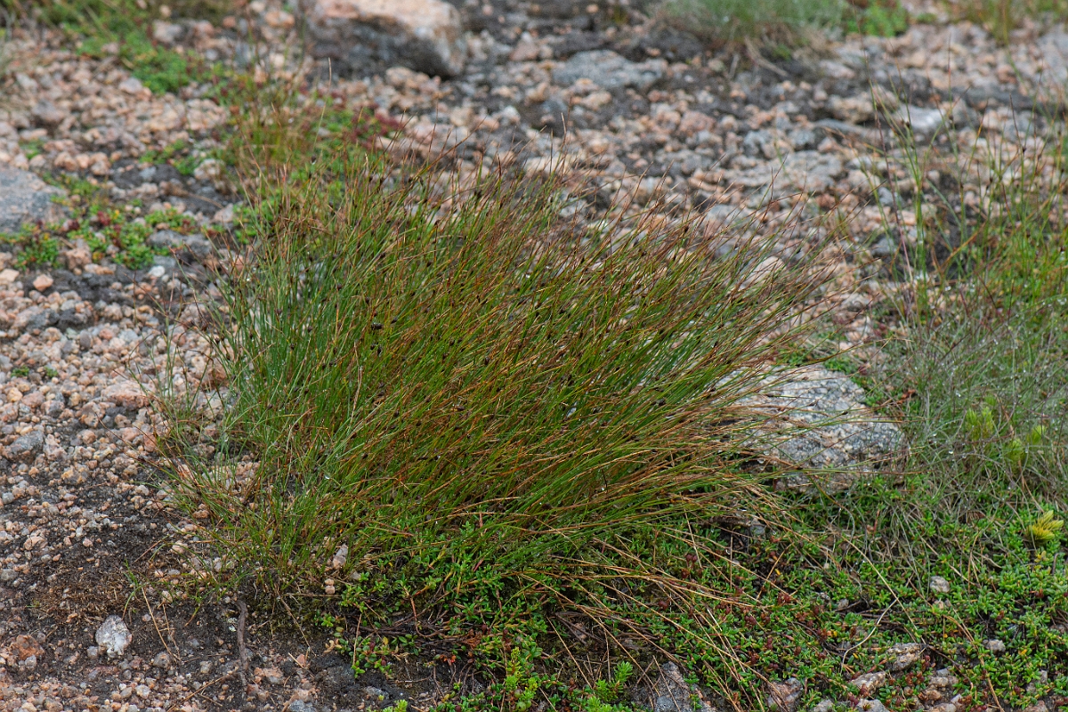 David Plant Photography - Wildlife Photography - Three-leaved rush - B.JPG - Three-leaved rush - Cairngorms