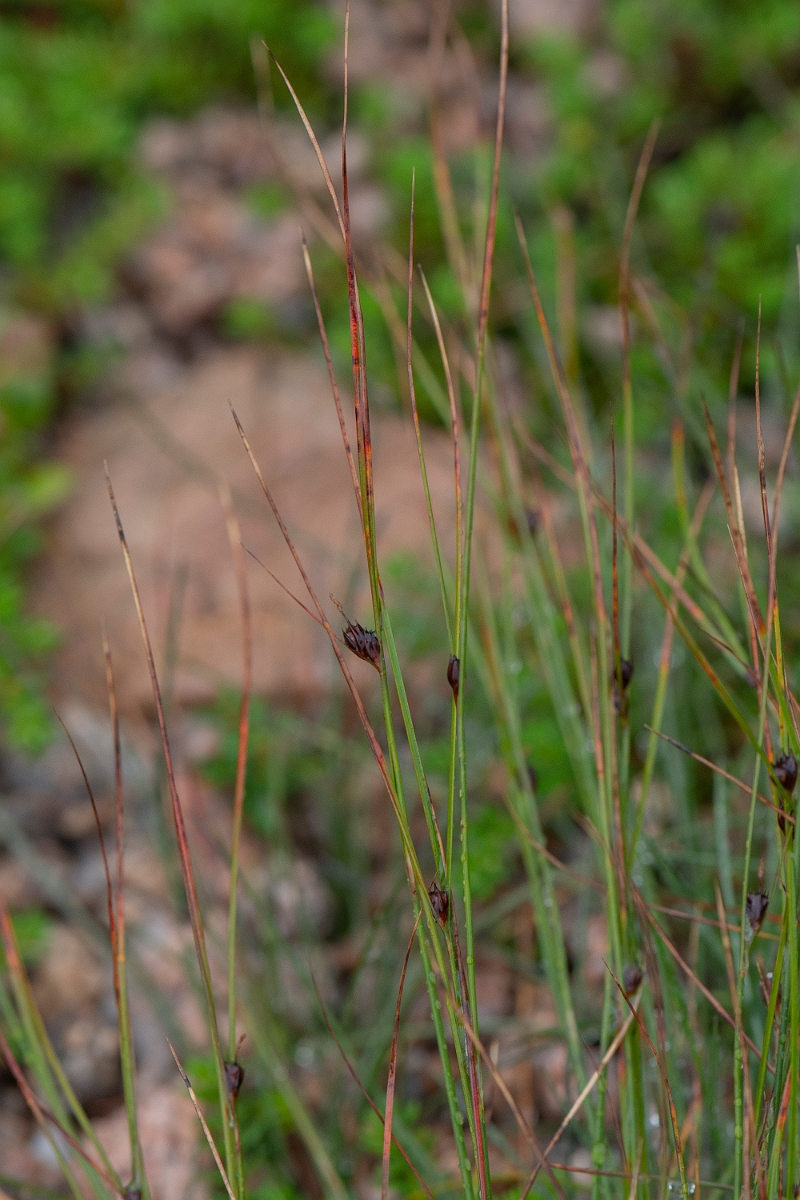 David Plant Photography - Wildlife Photography - Three-leaved rush - C.JPG - Three-leaved rush - Cairngorms