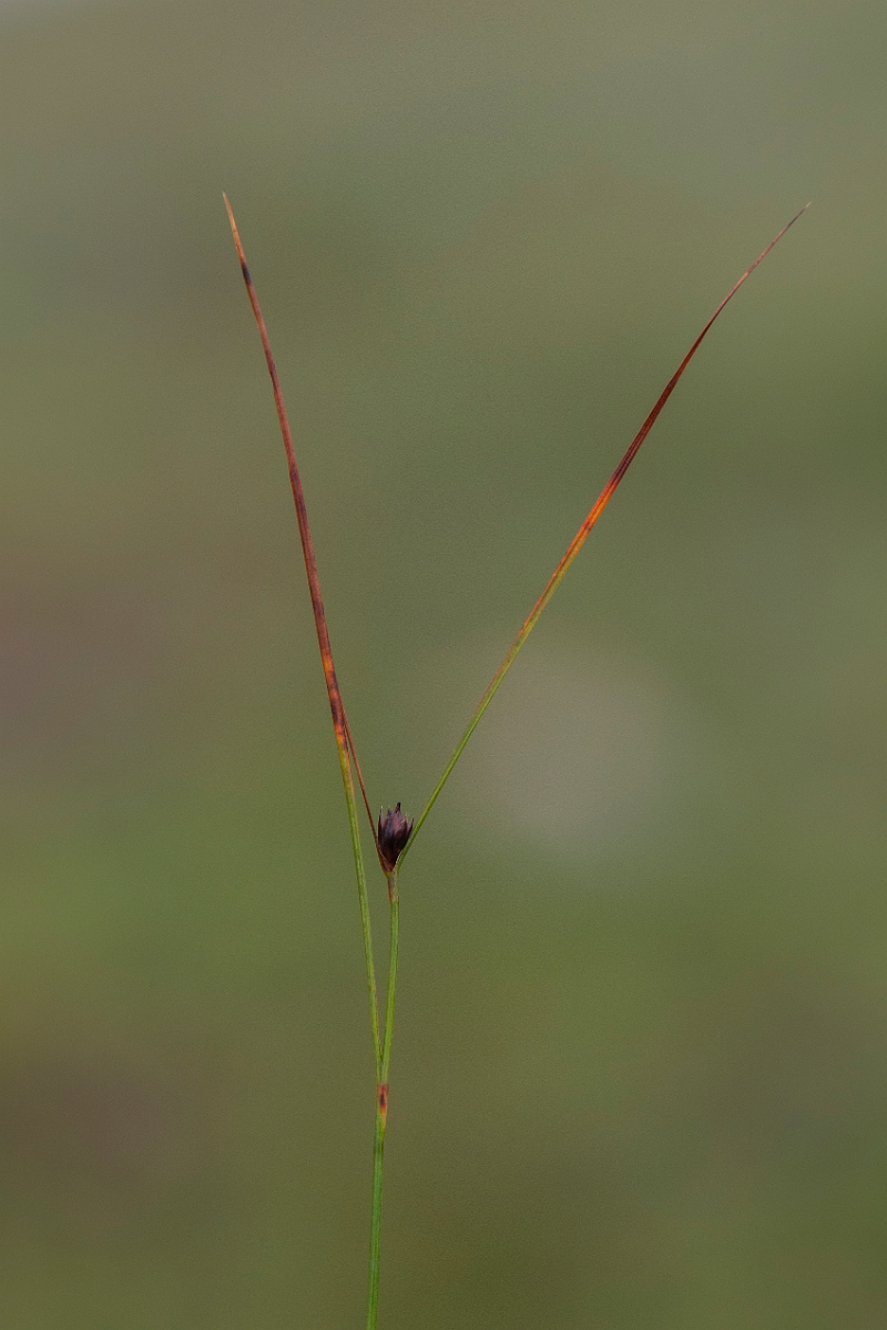 David Plant Photography - Wildlife Photography - Three-leaved rush - D.JPG - Three-leaved rush - Cairngorms