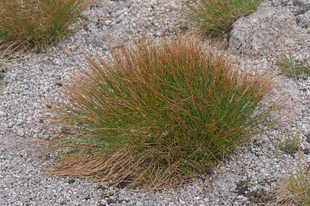 David Plant Photography - Wildlife Photography - Three-leaved rush - F.JPG - Three-leaved rush - Cairngorms