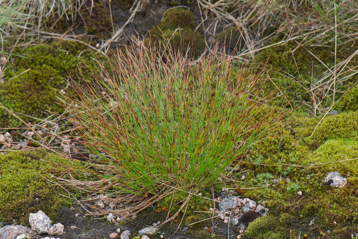 David Plant Photography - Wildlife Photography - Three-leaved rush - H.JPG - Three-leaved rush - Cairngorms