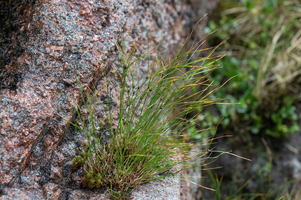 David Plant Photography - Wildlife Photography - Three-leaved rush - J.jpg - Three-leaved rush - Cairngorms