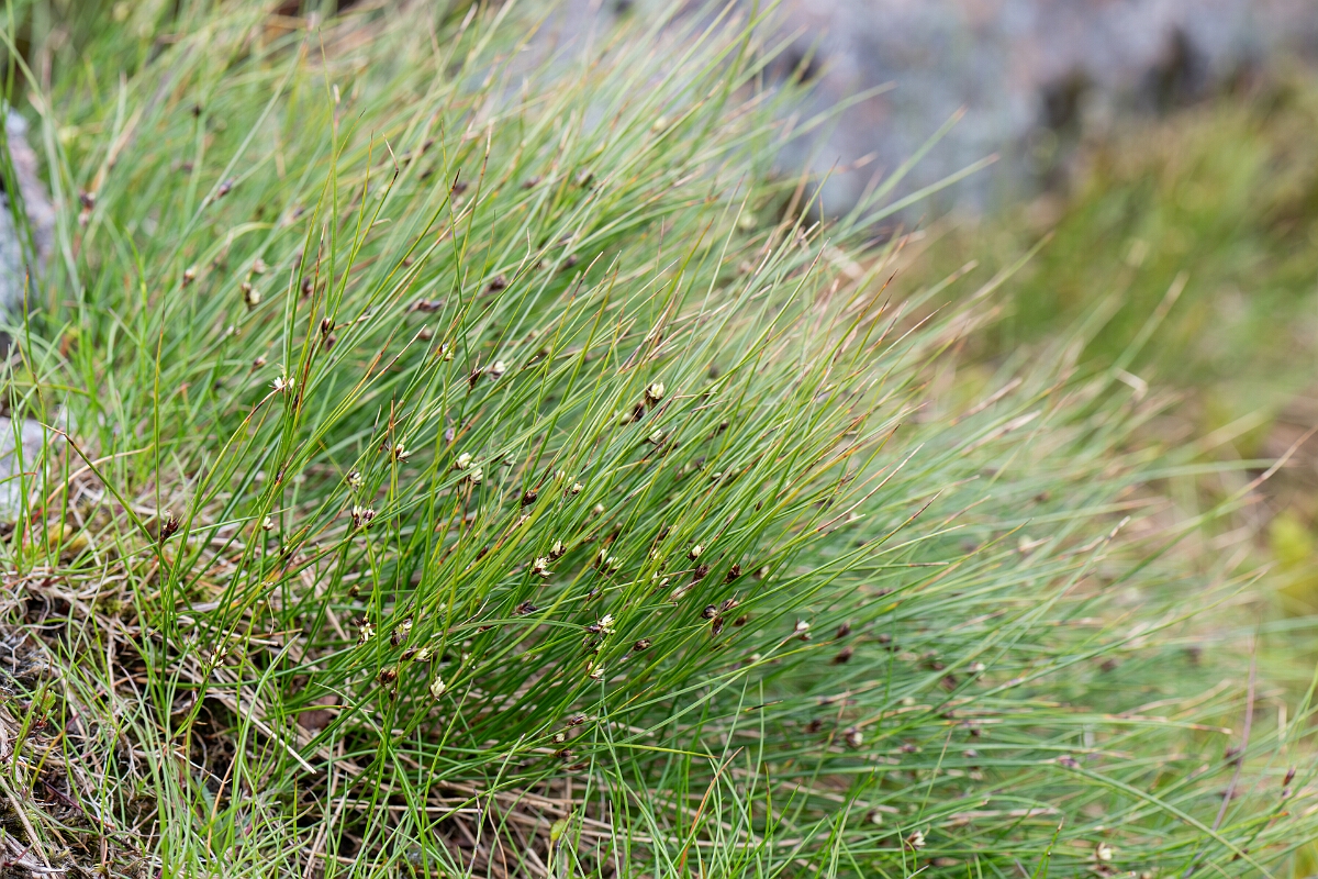 David Plant Photography - Wildlife Photography - Three-leaved rush - K.jpg - Three-leaved rush - Cairngorms