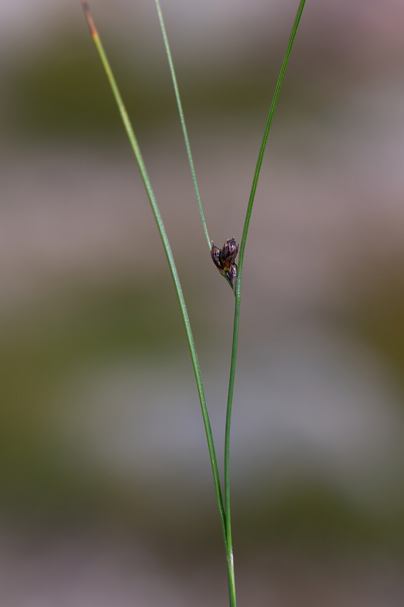 David Plant Photography - Wildlife Photography - Three-leaved rush - M.jpg - Three-leaved rush - Cairngorms